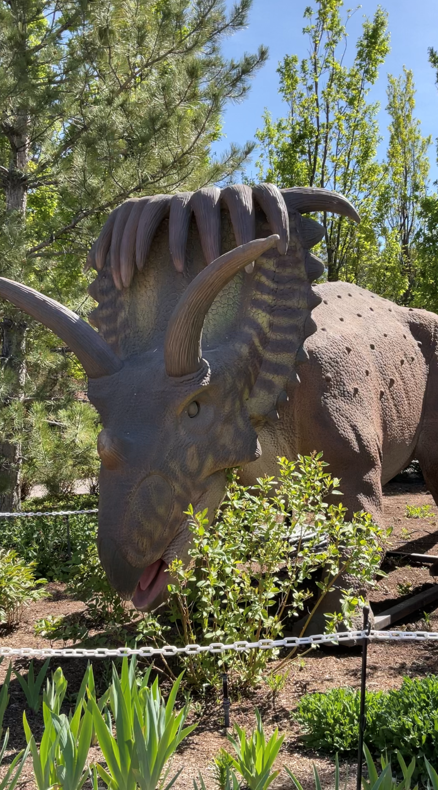 Animatronic Kosmoceratops at Ashton Gardens Thanksgiving Point