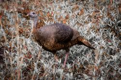 Wild turkey at Babcock Ranch Eco-Tours in Punta Gorda in early spring.