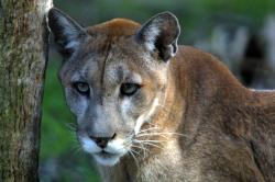 Close-up of a Florida Panther