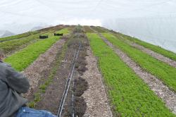 Hoop House at 9 Bean Rows