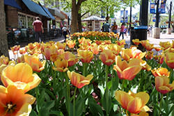 tulips on pearl