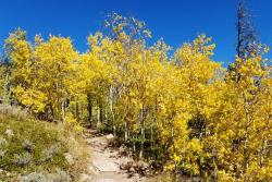 Fall Aspens in Cheyenne