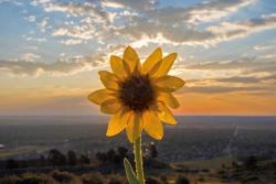 flower eclipse itsbentumnus