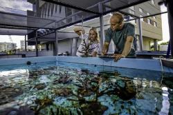 NSU coral lab