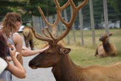 Picture of people sitting in open top bus tour at Lake Tobias Wildlife Park. A few passengers are reaching out the side to pet a big animal with antlers.