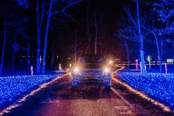 Picture of car driving through the Knoebels Joy Through The Grove lights display.
