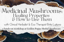 Medicinal Mushrooms: Healing Properties & How to use them