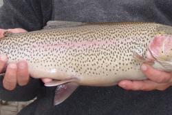 Northern Colorado Fishing Outfitters