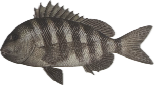 Sheepshead