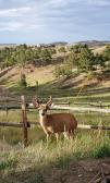 Deer Photo Curt Gowdy