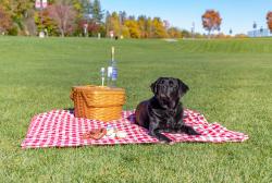 Doggie Picnic at Jim Dietrich Park