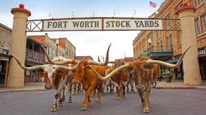 HowdyUK Expedia The Fort Worth Herd Without Drover