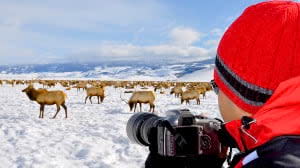 Man with a camera and moose