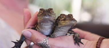 Hand holding two baby alligators at Babcock Ranch Eco Tours