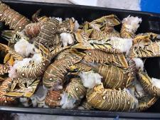 Fresh lobster at Hull's Seafood