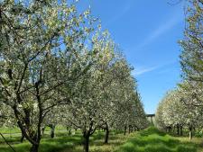 Cherry Blossoms