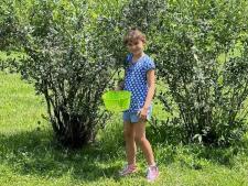 Girl Picking Blueberries at Bridge Avenue Perries