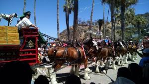 Clydesdales