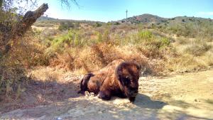 Catalina Island Bison