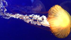 Tennessee Aquarium_Jellyfish