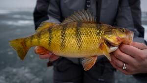 Ice Fishing Perch