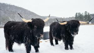 Farm in Broome - Highlander Cows
