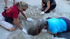 Volunteers at a sea turtle nest