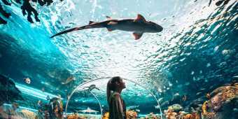 The shark tunnel at Ripley's Aquarium of Canada