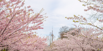 Cherry blossom trees with the CN Tower in the background