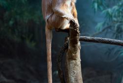 Bronx Zoo- Photo Julie Larsen