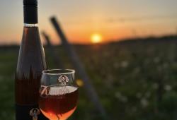 generic wine glass with vineyard backdrop