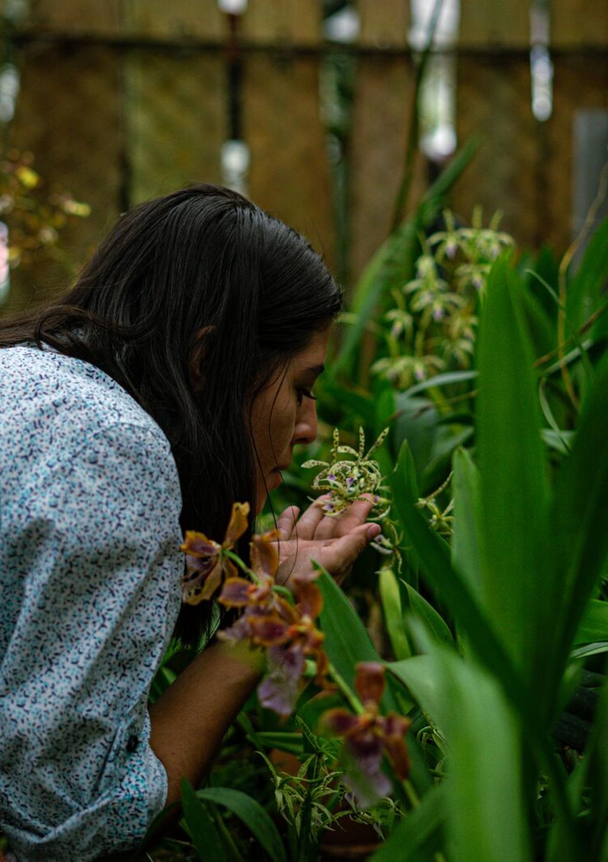 Finca Drácula Botanical Gardens, Cerro Punta, Chiriquí province