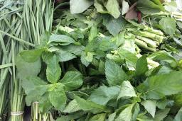 Herbs For Sale at Broad Street Farmers Market in Providence RI