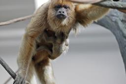 Monkey at Roger Williams Park Zoo