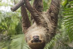 RWP Zoo Sloth