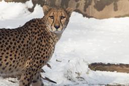 Cheetah among the snow at the Zoo in winter