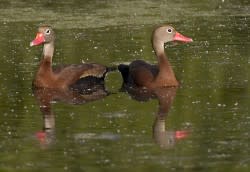 Black Bellied Whistling Duck