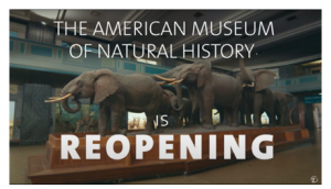 American Museum of Natural History Re-opening