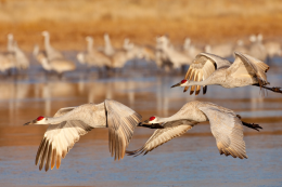 Bosque del Apache National Wildlife Refuge