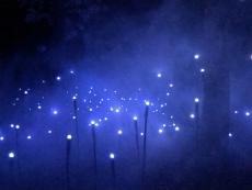 North Forest Lights blue