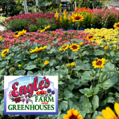 Flowers and Logo from Engle's Farm & Greenhouse