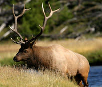 elk.jpg