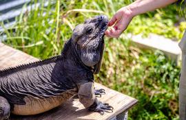 Lizard getting a chin scratch at IguanaLand in Punta Gorda, Florida