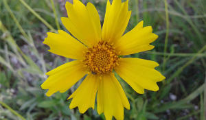 Sand coreopsis by Alyssa Nyberg