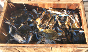 Fresh Blue Crabs at Peace River Seafood