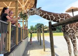 Lake Tobias Giraffe