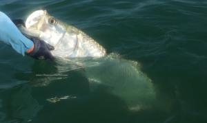 Tarpon - Capt. Dave Pecci Fishing Report