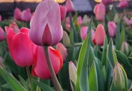 Pick Your Own Flowers at These York County Farms
