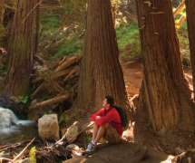 redwoods, Julia Pfeiffer Burns State Park