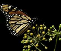 Monarch Butterfly